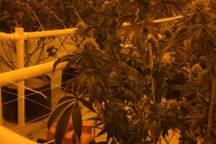 Dehumidification For Grow Rooms MI