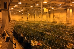 Completed Grow Room MI